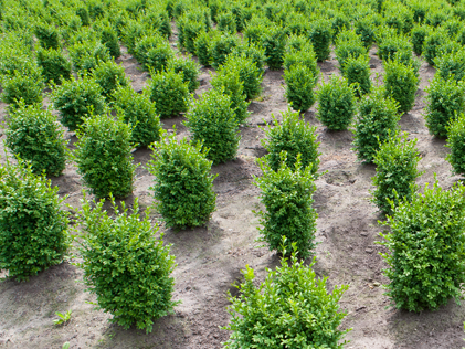 Buxus_sempervirens_kwekerij_plantloon_kaatsheuvel