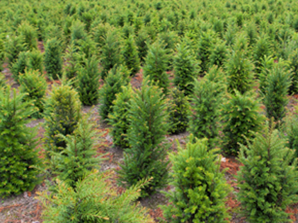 Taxus_baccata2__kwekerij_plantloon_kaatsheuvel