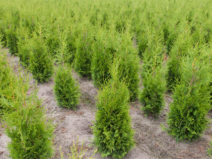 Thuja_occ_kwekerij_plantloon_kaatsheuvel